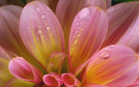 dew_on_pink_dalhia_petals.jpg