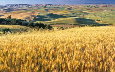 wheat_fields.jpg